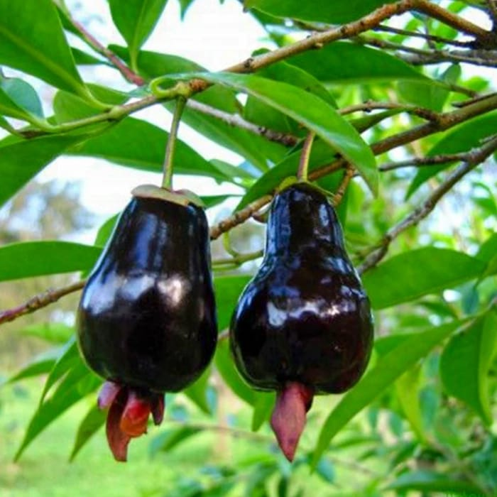 Rio Grande Cherry